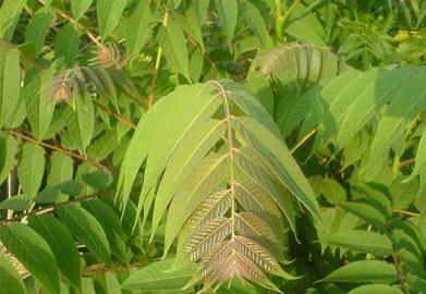 ailanthus altissima seeds Heaven Tree